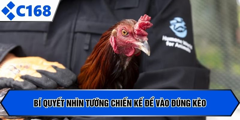Bí quyết nhìn tướng chiến kế để vào đúng kèo