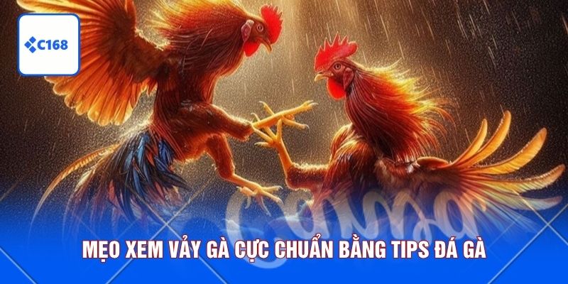 Mẹo xem vảy gà cực chuẩn bằng tips đá gà
