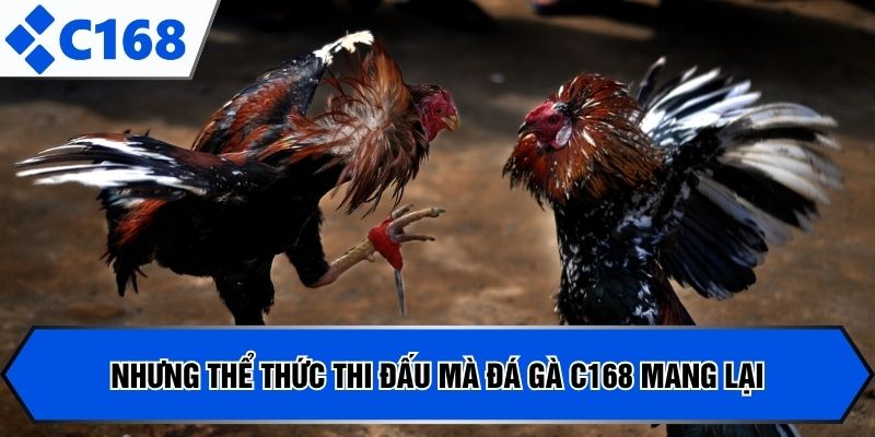 Những thể thức thi đấu mà đá gà C168 mang lại