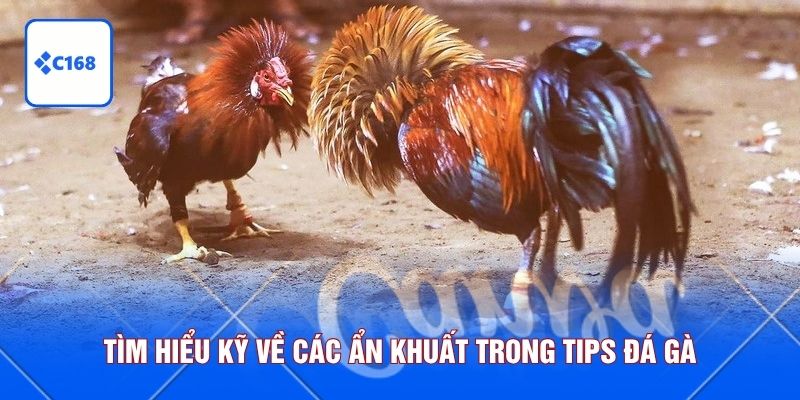 Tìm hiểu kỹ về các ẩn khuất trong tips đá gà